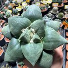 JMS Ariocarpus Retusus