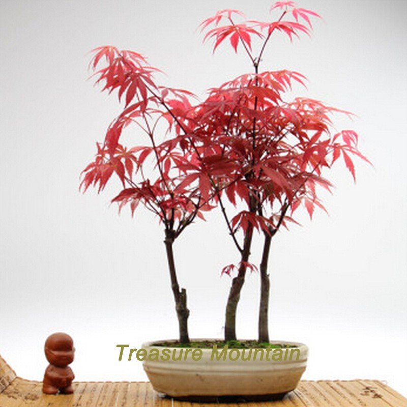 JMS 1 Professional Pack, 60 Seeds / Pack, Rare Red Chinese Maple Seeds Acer (Palmatum Atropurpureum)