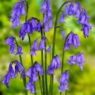 JMS English Bluebell