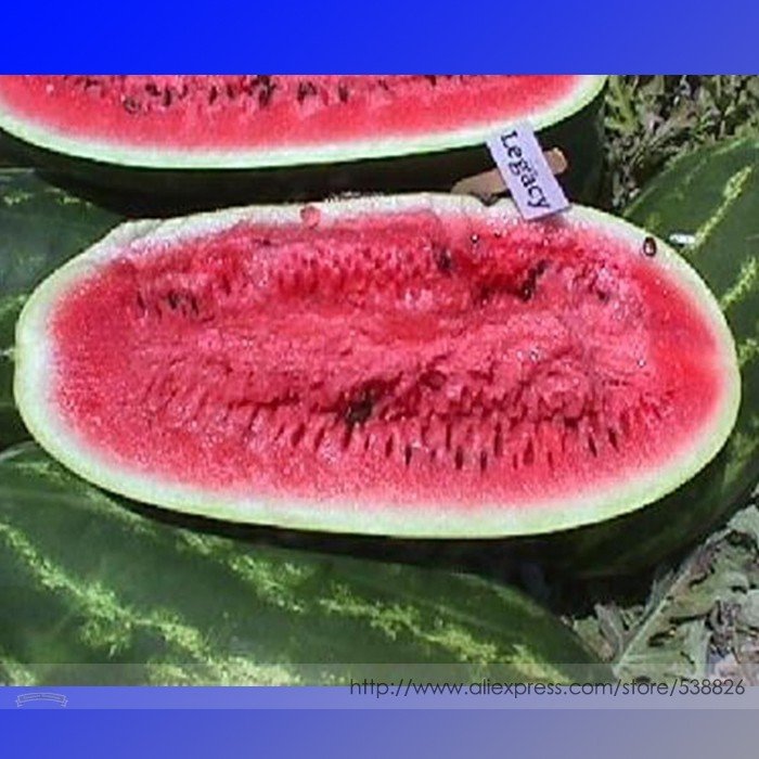 JMS High Yields Legacy Long Red Watermelon Seeds, Professional Pack, 20 Seeds / Pack, Juicy Sweet Lo