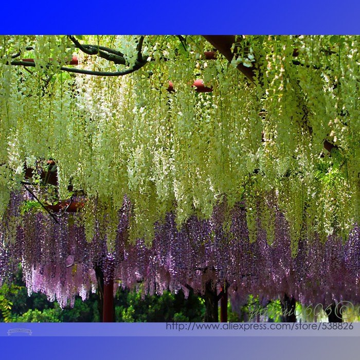 JMS 100% True Variety Rare Green Wisteria Climbing Woody Plant Flower Seeds, Professional Pack, 100 
