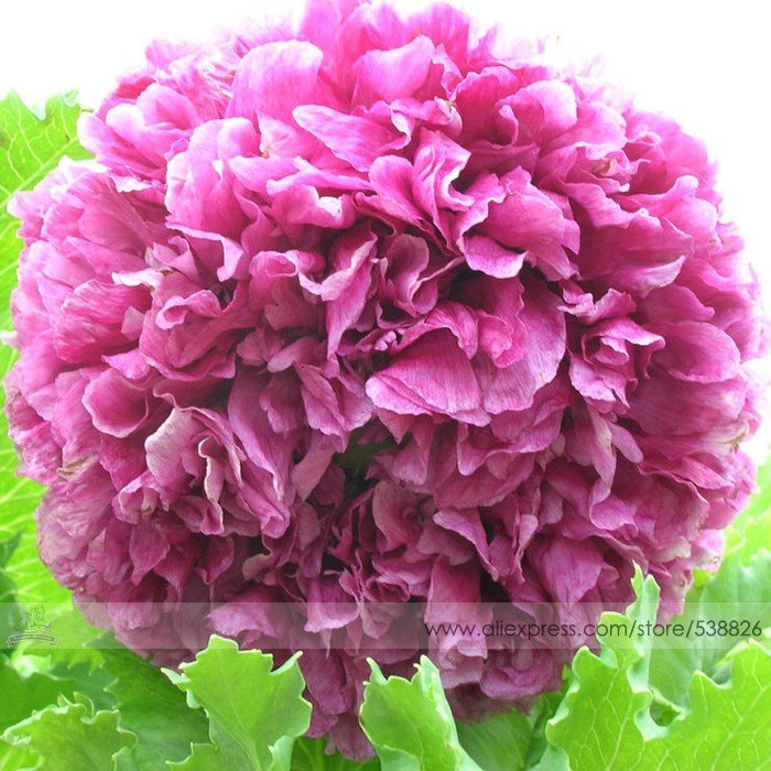JMS Heirloom Purple Chinese Peony Flower Seeds, 1 Professional Pack, 5 Seeds / Pack, Rare 'Ming'S Pu