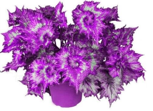 JMS 100Pcs Colorful Plectranthus Coleus Seeds