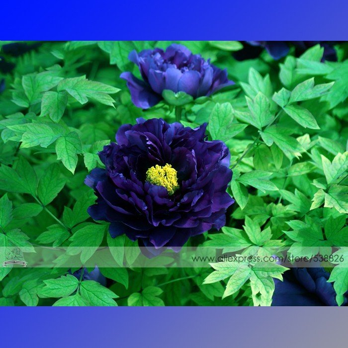 JMS 1 Professional Pack, 5 Seeds / Pack, Dark Blue Tree Peony Flower Seeds Rere Plants