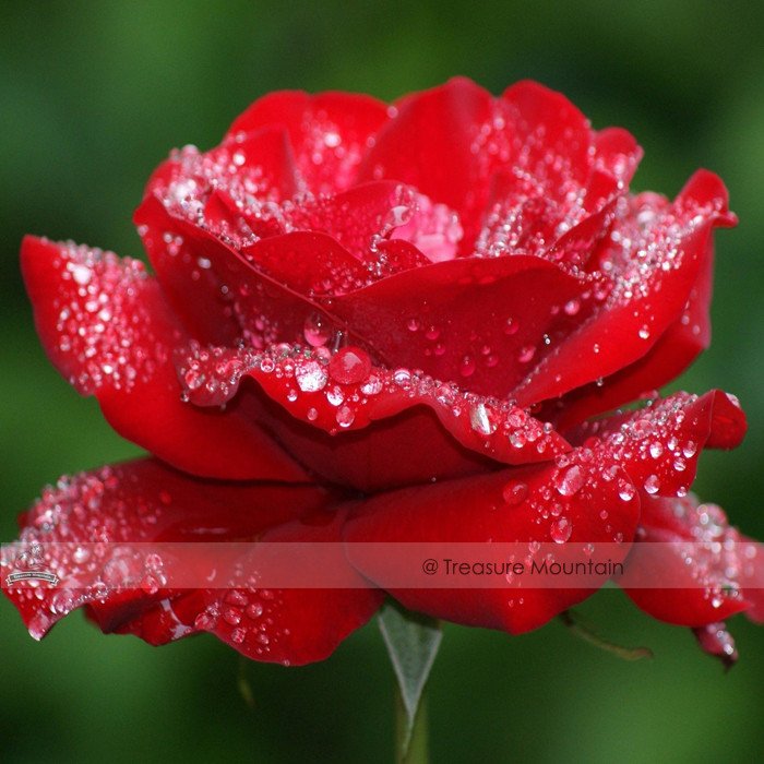 JMS 1 Professional Pack, 50 Seeds / Pack, Hardy Water Red Rose Seed