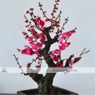 JMS 1 Professional Pack, Approx 8 Seeds / Pack, Chinese Flower Wintersweet Seed Fragrant Red Chimona