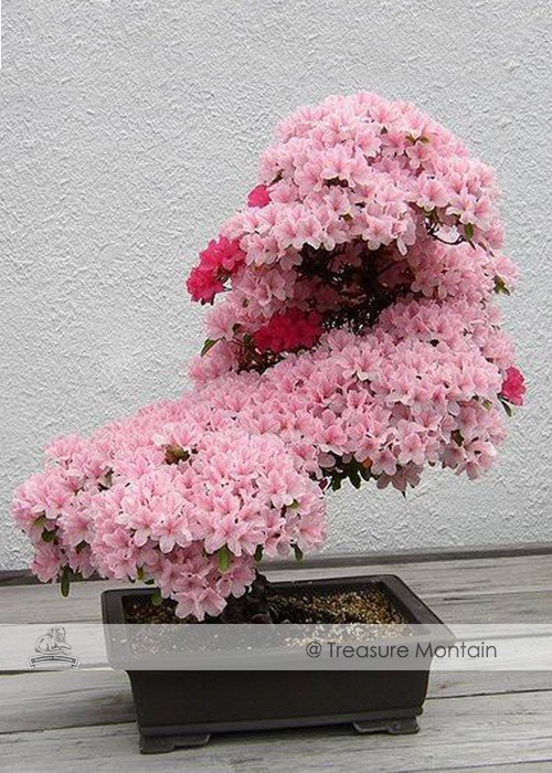 JMS 1 Professional Pack, Approx 50 Seeds / Pack,  Rare Azalea Hardy Pink Rhododendron, Perennial Shr