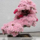 JMS 1 Professional Pack, Approx 50 Seeds / Pack,  Rare Azalea Hardy Pink Rhododendron, Perennial Shr