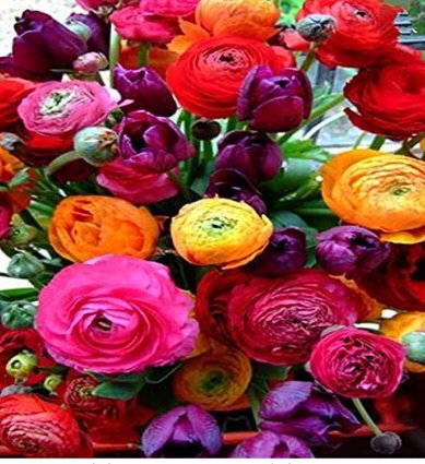 JMS 100Pcs Anunculus Asiaticus Flower Seeds Mixed Colorful Flowers