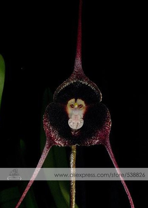 JMS 1 Professional Pack, Approx 50 Seeds / Pack, Dracula Pholeodytes Monkey Orchids The Cave-Hiding 