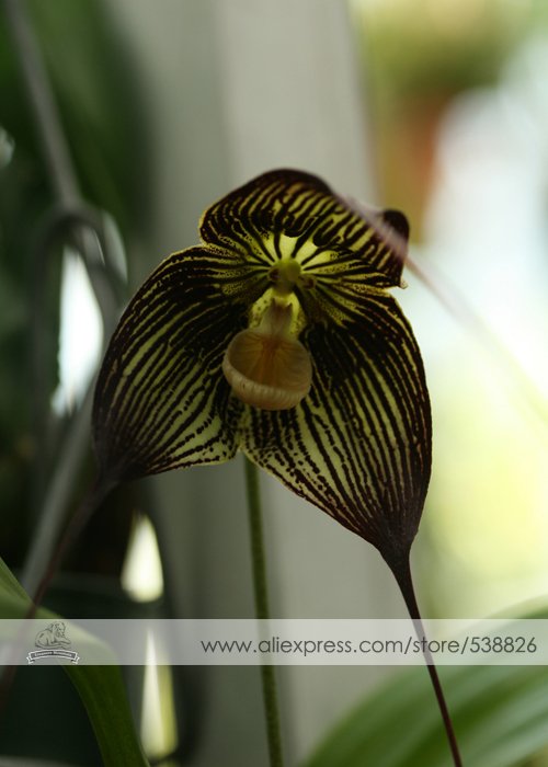 JMS 1 Professional Pack, Approx 50 Seeds / Pack, Dracula Vampira The Vampire-Like Dracula Monkey Flo