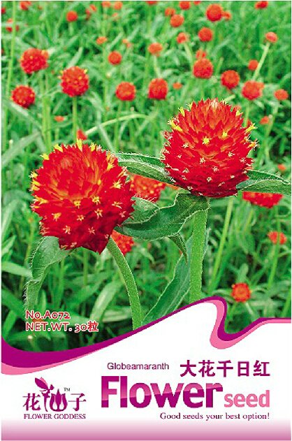 JMS 1 Original Pack, Approx 30 Seeds / Pack,  Gomphrena 'Strawberry Fields' Seeds Globe Amaranth #A0