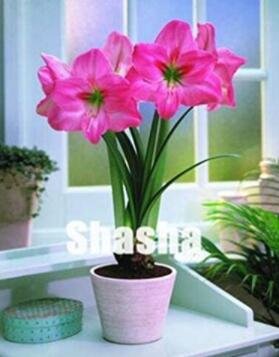 JMS 100Pcs Amaryllis Seeds