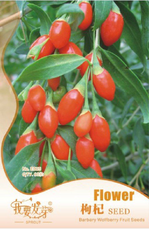 JMS 1 Original Packs, 60 Seeds / Pack, JMS Goji, Chinese Wolfberry, Lycium Barbarum, Murali,Shrub Bu