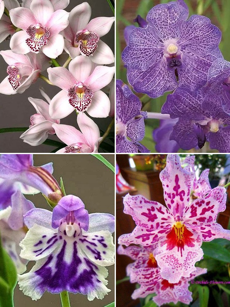 JMS Rare Orchid, Mixed