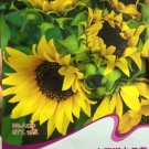JMS Heirloom Yellow Black Clusters Of Middle Sunflower Seeds, Original Pack, 15 Seeds / Pack, Orname