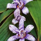 JMS Tricyrtis (Common) - Toad Lilies