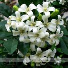 JMS Heirloom 100% True Orange Jasmine Shrub With Fragrant White Flower Seeds, Professional Pack, 20 