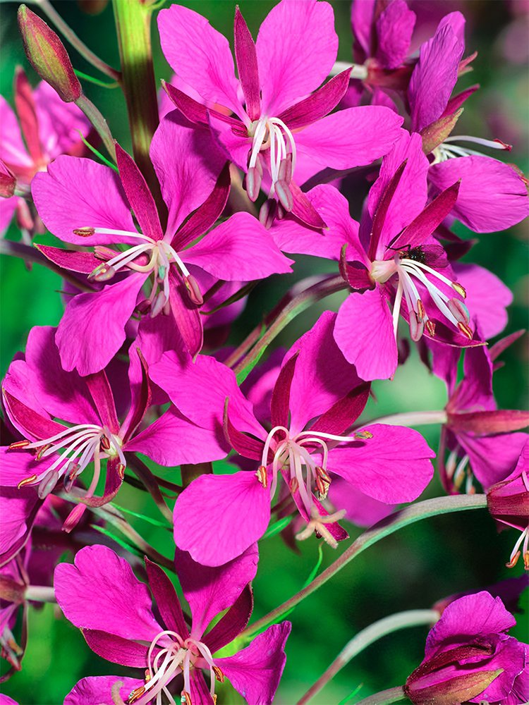 JMS Rosebay Willowherb Chamaenerion Angustifolium