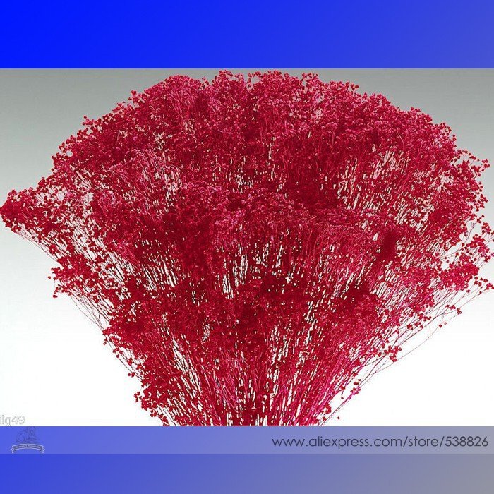 JMS Rare Red Creeping Baby'S Breath Flower Seeds, Professional Pack, 50 Seeds / Pack, Hardy Perennia