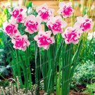 JMS Narcissus, Pink & Rose Pink
