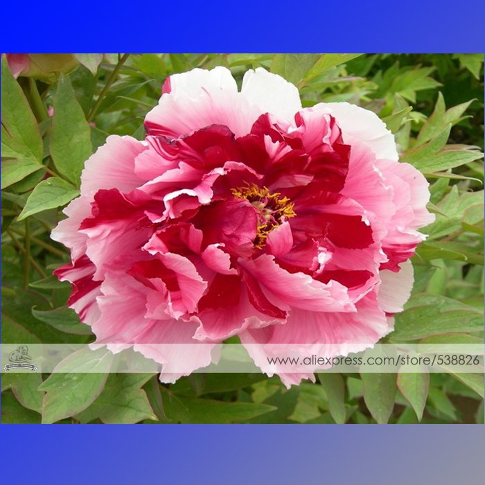 JMS 1 Professional Pack, 5 Seeds / Pack, Multicolor Japanese Tree Peony Flower Seeds '' Shima-Nishik