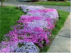 JMS 100Pcs Mixed Creeping Thyme Seeds Rare Color Rock Cress Seeds