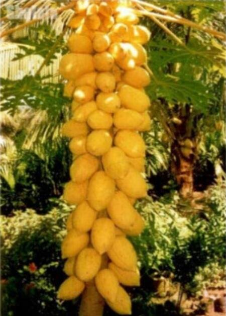 JMS 20Pcs Dwarf_Sweet Papaya Seeds