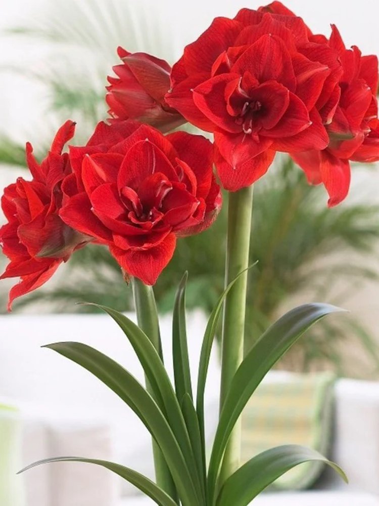 JMS Red Hippeastrum Rutilum Bulbs