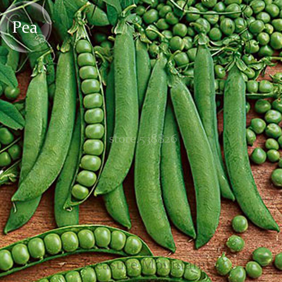 JMS Heirloom Organic Green Arrow Pea Vegetable Seeds, Professional Pack, 500 Seeds / Pack, Excellent