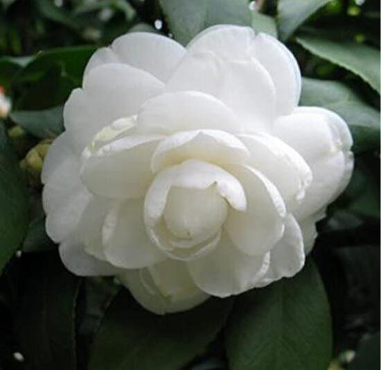 JMS 10Pcs White Camellia Flowers Seeds Double Flowers