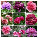 JMS Rare Heirloom Mixed 9 Colors Luo Yang Peony Plant Flower Seeds, Professional Pack, 15 Seeds / Pa