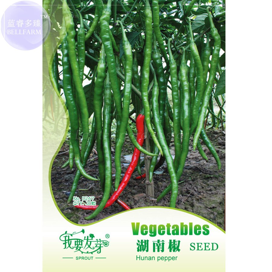 JMS Hu'Nan Green Long Hot Chili Seeds, Original Pack, 30 Seeds / Pack #Ts042