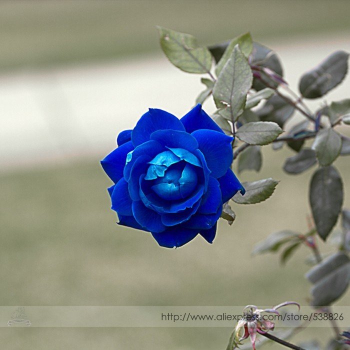 JMS Rare 'Princess' Blue Rose Plant Perennial Flower Seeds, Professional Pack, 20 Seeds / Pack, Ligh