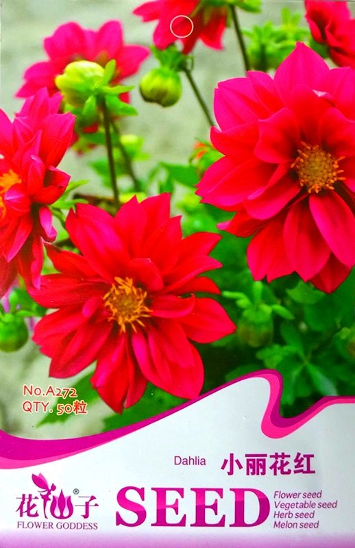JMS Middle-Sized Red Dahlia Shrub Perennial Flower Seeds, Original Pack, 50 Seeds / Pack, Fragrant F