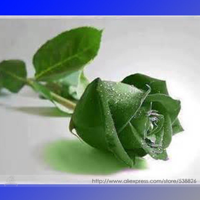 JMS Yunnan Dark Green Rose Seedling Perennial Flower Seeds, Professional Pack, 20 Seeds / Pack, Stro