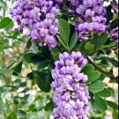 JMS Sophora Secundiflora
