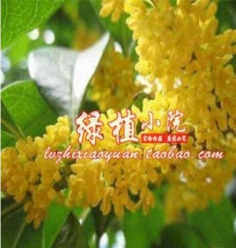 JMS 10Pcs Sweet-Scented Osmanthus Flower Seeds Dark Yellow Color