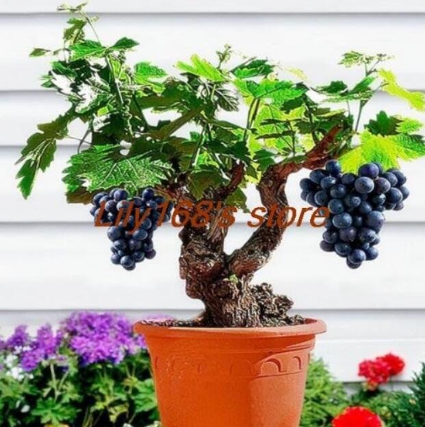 JMS Miniature Black Grape Vine Seeds