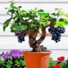 JMS Miniature Black Grape Vine Seeds