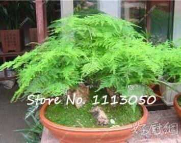 JMS Asparagus Densiflorus Seeds