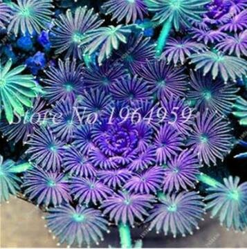 JMS Oxalis Seeds, Purple-Blue Colors