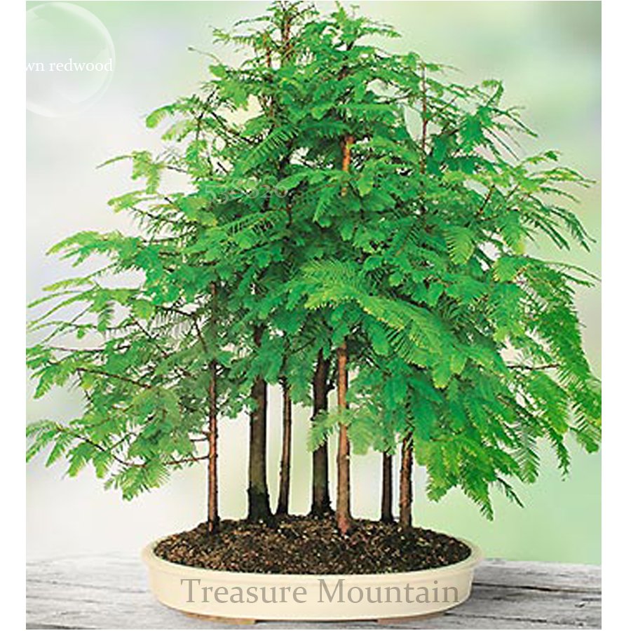 JMS 'Grove' Dawn Redwood Bonsai Tree F1 Seeds, Professional Pack, 50 Seeds / Pack, Home Desk Diy Pla