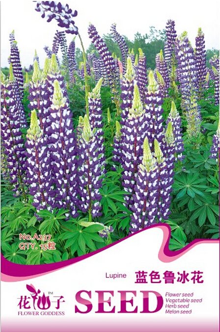 JMS Blue Lupinus Perennial Flowering Plant Seeds, Original Pack, 15 Seeds / Pack, Lupine Flowers A23