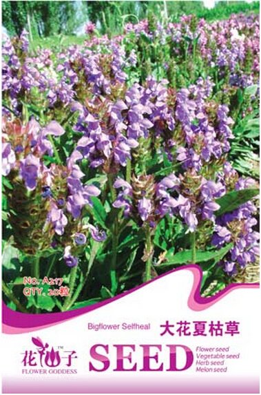 JMS Prunella Herb Perennial Plant Seeds, Original Pack, 20 Seeds / Pack, Self-Heals Allheal Herbal M