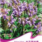 JMS Prunella Herb Perennial Plant Seeds, Original Pack, 20 Seeds / Pack, Self-Heals Allheal Herbal M