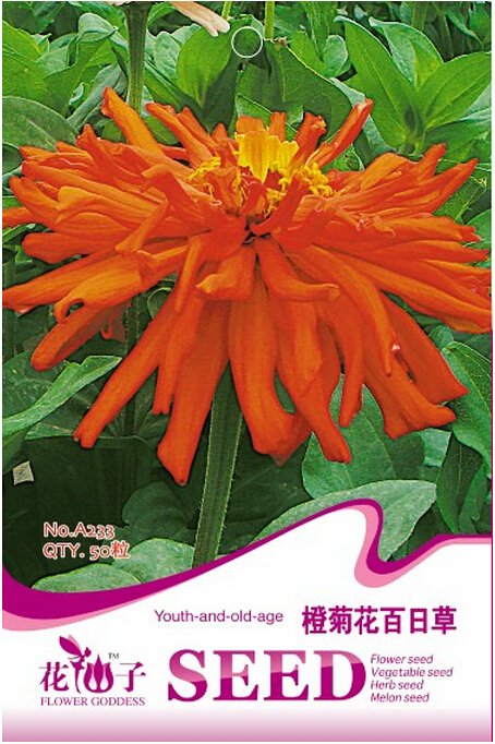 JMS Orange Zinnia Elegans Youth-And-Old-Age Annual Flowering Plant Seeds, Original Pack, 50 Seeds / 