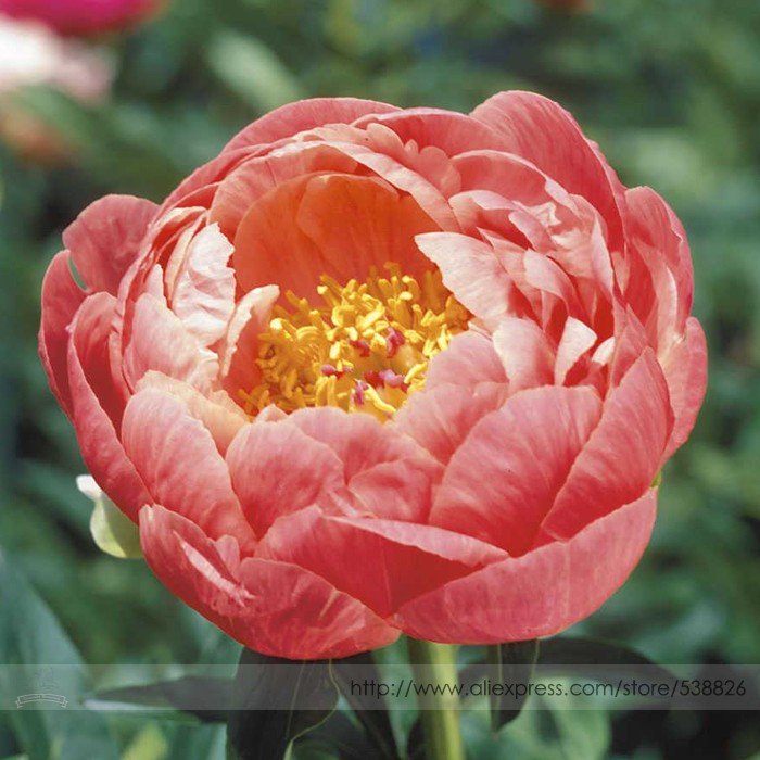 JMS Rare Breathtaking Semidouble Coral Charm Peony Tree Flower Seeds, Professional Pack, 5 Seeds / P