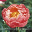 JMS Rare Breathtaking Semidouble Coral Charm Peony Tree Flower Seeds, Professional Pack, 5 Seeds / P