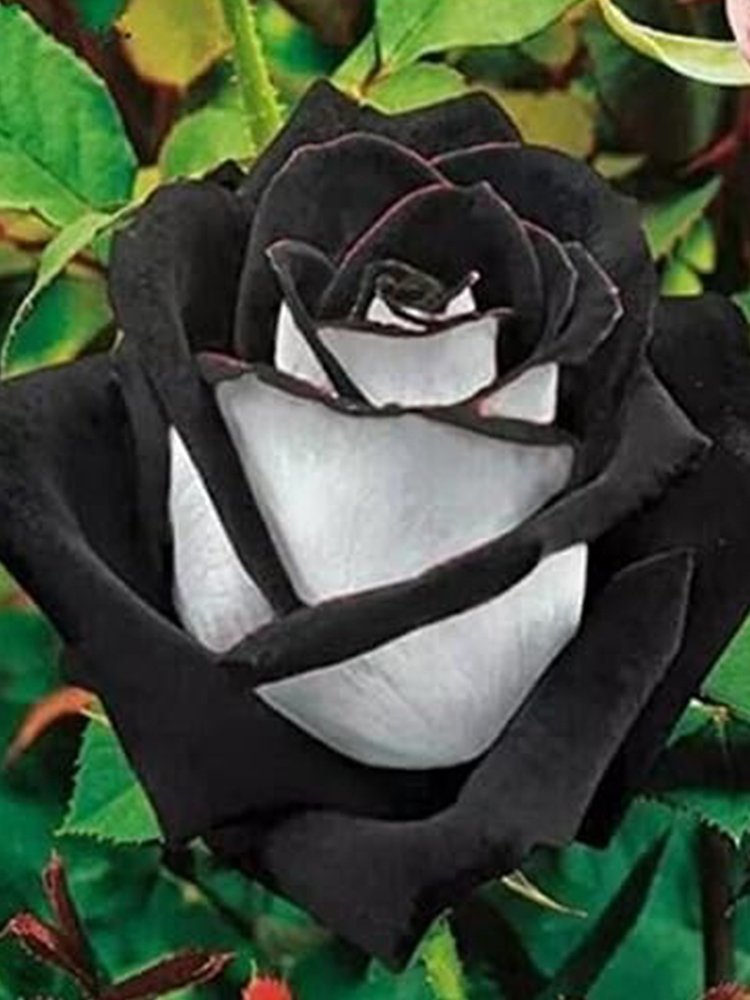 JMS Rose, Black White Petals